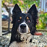 dog, border_collie, pet, animal, close_up, portrait, outdoor, ears, fur, collar, gravel, nature, greenery, house, curious, loyal, face, eyes, focus, background_blur