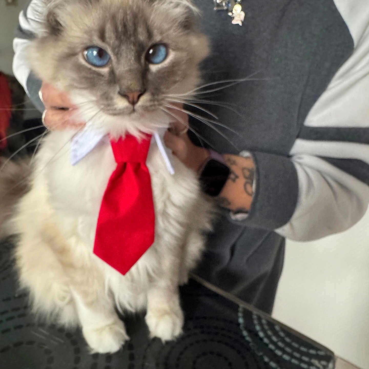 Salvatore Romano a rejoint le concours — aidez-le/la à gagner de superbes lots ! accessories, animal, cat, clothing, couch, dress, face, formalwear, furniture, head, jewelry, kitten, necklace, necktie, person, pet, photography, portrait, siamese, tie