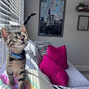 Harvey joined the competition — help win amazing prizes! kitten, cat, tabby, collar, bell, blanket, rainbow, striped, window, sunlight, couch, pillows, magenta, living_room, indoor, curious, pet, furniture, decor, cozy