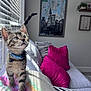 kitten, cat, tabby, collar, bell, blanket, rainbow, striped, window, sunlight, couch, pillows, magenta, living_room, indoor, curious, pet, furniture, decor, cozy