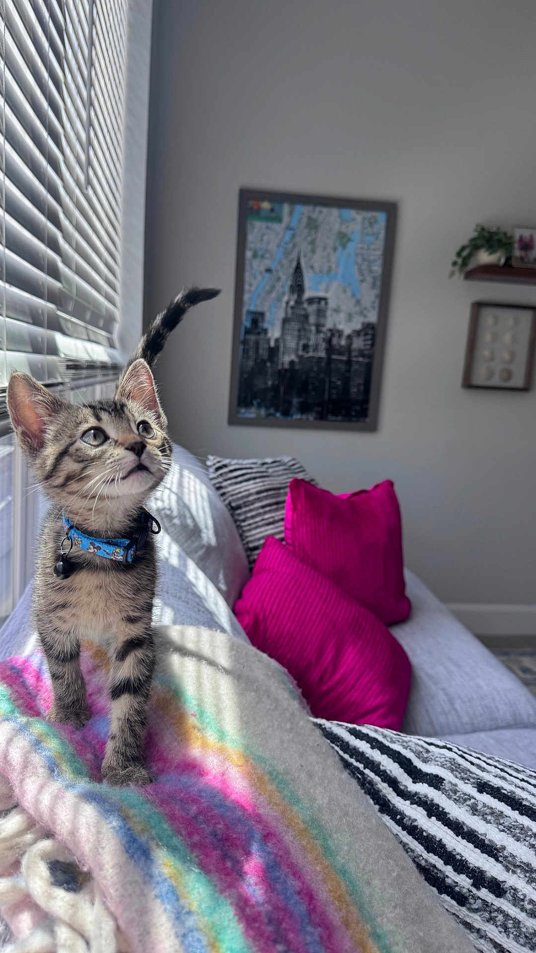 Harvey joined the competition — help win amazing prizes! kitten, cat, tabby, collar, bell, blanket, rainbow, striped, window, sunlight, couch, pillows, magenta, living_room, indoor, curious, pet, furniture, decor, cozy
