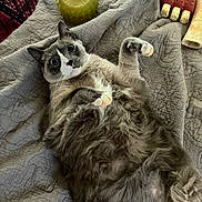 Trooper is registered to the contest to win money with this photo: cat, gray_cat, white_cat, fluffy_cat, lying_down, blanket, quilt, pet_toy, chew_toy, bone, indoor, wide_eyes, surprised_expression, feline, animal, cute, pet, resting, soft_texture, cozy