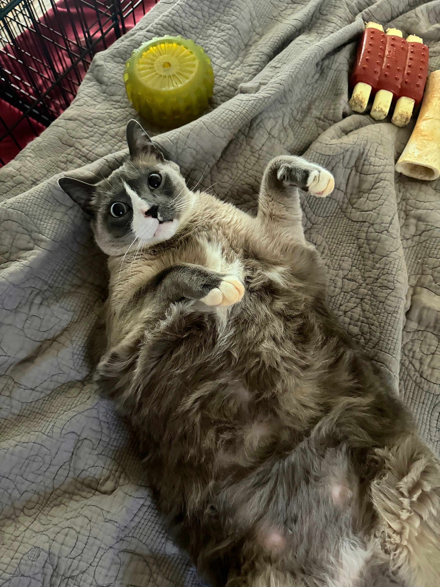 Trooper is registered to the contest to win money with this photo: cat, gray_cat, white_cat, fluffy_cat, lying_down, blanket, quilt, pet_toy, chew_toy, bone, indoor, wide_eyes, surprised_expression, feline, animal, cute, pet, resting, soft_texture, cozy