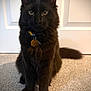 Demon is registered to the contest to win money with this photo: animal, black_cat, carpet, cat, collar, curious, cute, domestic_animal, door, ears, feline, fur, indoor, looking, pet, portrait, sitting, tag, tail, whiskers