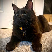 Demon joined the competition — help win amazing prizes! animal, black_cat, carpet, cat, close_up, collar, companion, cute, domestic_animal, ears, eyes, feline, fur, indoor, lying_down, mammal, pet, relaxed, tag, whiskers