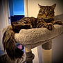 animal, background, beige, cat, cat_tree, cozy, domestic, feline, fluffy_tail, fur, household, indoor, lighting, paws, pet, relaxed, resting, room, soft, tabby