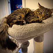 Milo is registered to the contest to win money with this photo: animal, beige, cat, cat_tree, claws, cozy, feline, fur, home, indoor, mammal, paw, pet, relaxed, resting, sleepy, soft, tabby, tail, whiskers