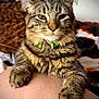 animal, brown, cat, closeup, collar, cute, domestic_animal, feline, fur, green_collar, indoor, leg, paw, person, pet, portrait, relaxed, resting, tabby, whiskers