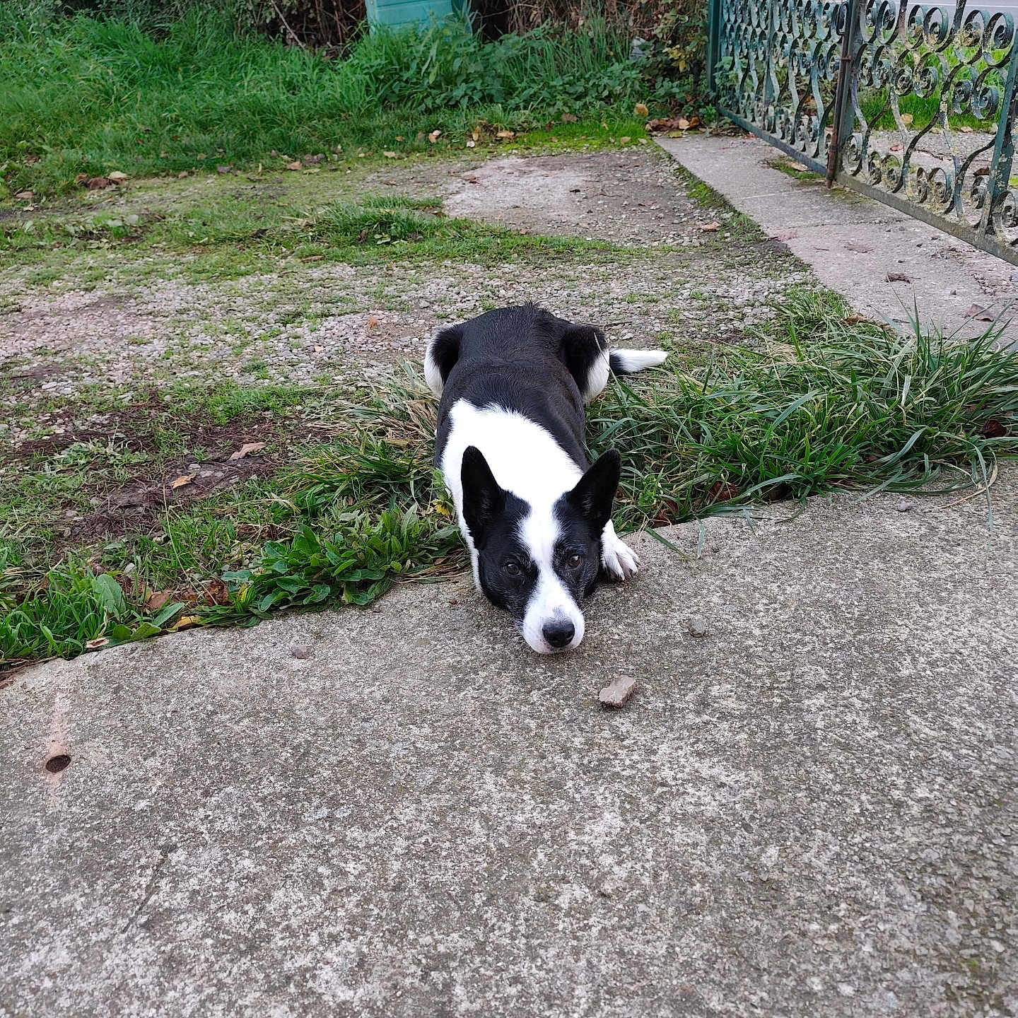 Câline a rejoint le concours — aidez-le/la à gagner de superbes lots ! dog, black_and_white, lying_down, concrete, grass, bushes, gate, outdoor, nature, pet, animal, canine, resting, quiet, calm, fur, ears, snout, daylight, ground