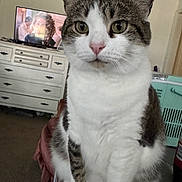 Phoenix is registered to the contest to win money with this photo: cat, tabby, white_fur, indoor, pet, feline, close_up, sitting, face, ears, whiskers, television, furniture, dresser, carpet, household, curious, domestic_animal, mammal, living_room