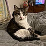 Phoenix joined the competition — help win amazing prizes! cat, tabby_cat, white_cat, pet, animal, indoor, bed, blanket, furniture, dresser, television, curious, cozy, resting, looking_at_camera, home, living_room, domestic_animal, mammal, whiskers