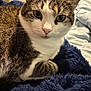 Phoenix joined the competition — help win amazing prizes! cat, tabby_cat, close_up, pet, animal, feline, whiskers, fur, bedroom, blanket, blue_blanket, indoor, resting, curious, soft_texture, cozy, domestic_animal, cute, ears, paw