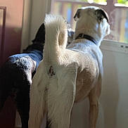 Jack Sparrow is registered to the contest to win money with this photo: animal_pair, backside, collar, companions, curiosity, curious, dog, domestic_animal, fur, home, indoor, morning_light, pets, shadow, standing, sunlight, tail, two_animals, window, wood_floor