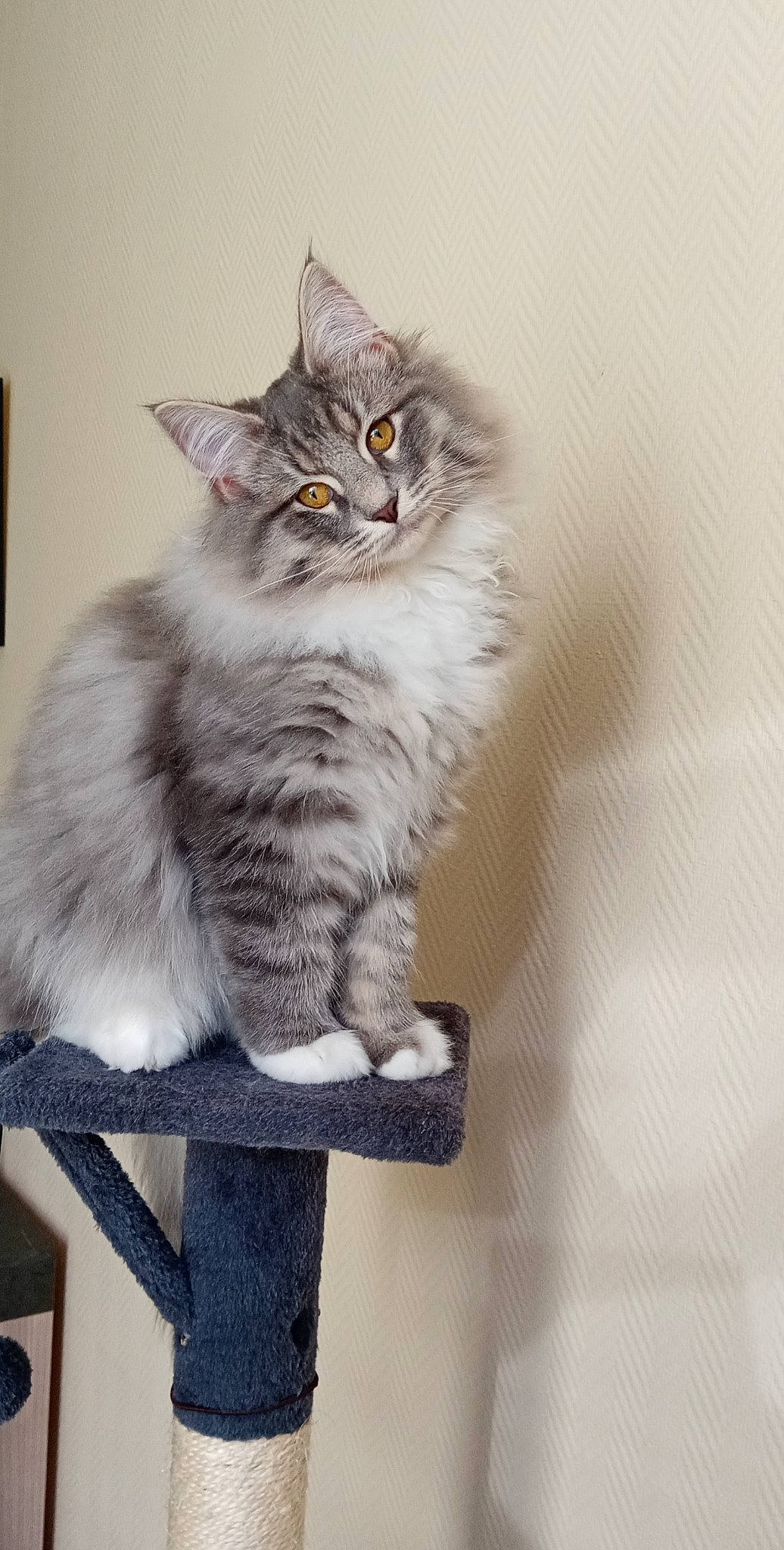 Buddy a rejoint le concours — aidez-le/la à gagner de superbes lots ! asian, asian_semi_longhair, british_longhair, british_semi_longhair, carnivore, cat, domestic_long_haired_cat, domestic_short_haired_cat, european_shorthair, felidae, kitten, maine_coon, mammal, norwegian_forest_cat, ragamuffin, siberian, small_to_medium_sized_cats, tabby_cat, vertebrate, whiskers