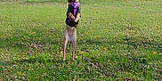 Harley Lilian Quinn is registered to the contest to win money with this photo: active, alert, animal, canine, daytime, dog, field, grass, harness, jumping, leafless_tree, mammal, nature, outdoor, park, playful, sky, sunny, tennis_ball, tree