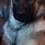 Harley Lilian Quinn is registered to the contest to win money with this photo: animal, black, blur, brown, close_up, companion, couch, dog, domestic, eyes, face, fur, furry, indoor, light, muzzle, pet, portrait, quiet, sitting