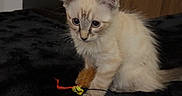 Mahuka participe au concours pour gagner de l'argent avec cette photo : animal, blanket, blue_eyes, cable, cat, cream_colored, ears, face, fluffy, fur, indoors, kitten, paws, pet, sitting, string, tail, television, toy, whiskers