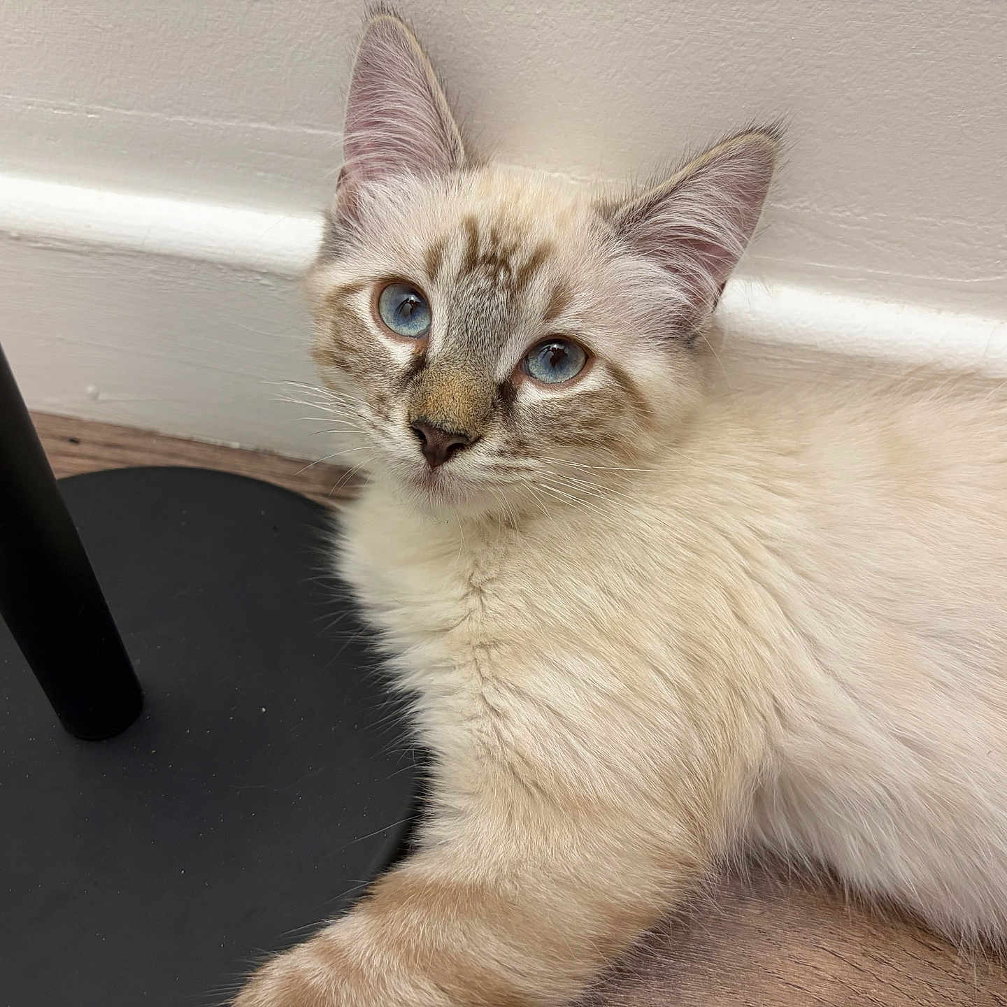 Mahuka participe au concours pour gagner de l'argent avec cette photo : adorable, animal, black_table, blue_eyes, cat, close_up, cream_colored, ears, fluffy, fur, indoors, kitten, pet, photography, portrait, relaxed, sitting, striped_face, whiskers, wood_floor
