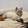 Mahuka a rejoint le concours — aidez-le/la à gagner de superbes lots ! animal, bed, blanket, blue_eyes, cat, close_up, cream_colored, cushion, cute, fluffy, indoors, kitten, lounging, pet, plush_toy, portrait, relaxed, sitting, teddy_bear, textured_fabric