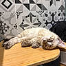 Mahuka participe au concours pour gagner de l'argent avec cette photo : animal, bamboo_table, cat, closeup, couch, cute, decorative_tiles, fluffy, fur, furniture, ginger_cat, home, indoor, lying_down, patterned_wall, pet, relaxed, sleeping, whiskers, wooden_surface