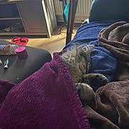 Stars is registered to the contest to win money with this photo: blanket, brown_blanket, cabinet, cat, couch, cozy, domestic, floor, fur, furniture, indoor, living_room, nap, pet, purple_blanket, relaxation, resting, sleeping, slippers, soft_fabric