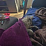 blanket, brown_blanket, cabinet, cat, couch, cozy, domestic, floor, fur, furniture, indoor, living_room, nap, pet, purple_blanket, relaxation, resting, sleeping, slippers, soft_fabric