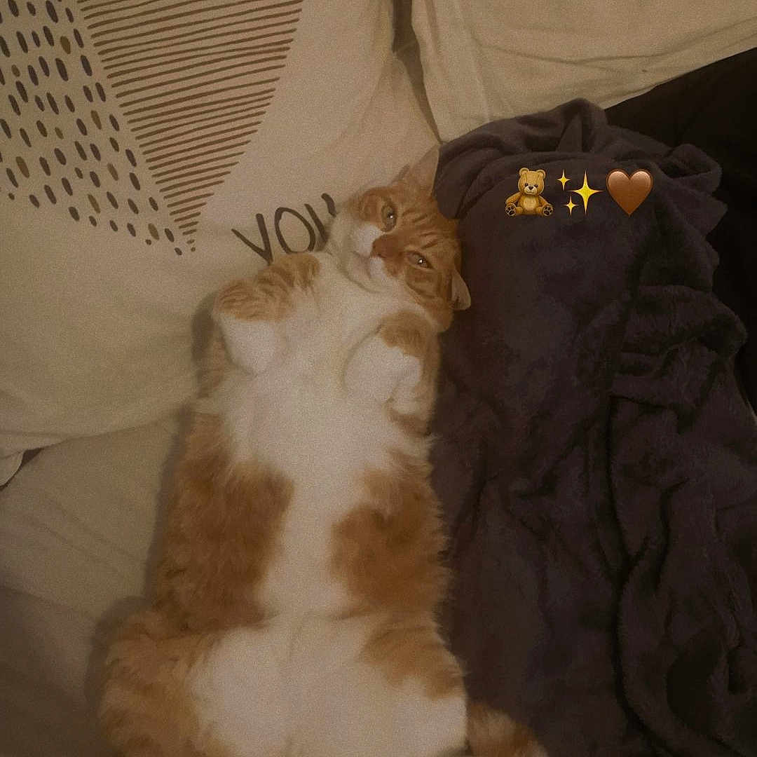 Nala participe au concours pour gagner de l'argent avec cette photo : animal, bed, bedroom, blanket, cat, couch, cushion, face, furniture, head, homedecor, indoors, interiordesign, kitten, person, pet, photography, portrait, room, sleeping