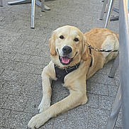 Raphael a rejoint le concours — aidez-le/la à gagner de superbes lots ! dog, golden_retriever, pet, animal, outdoor, pavement, happy, smiling, leash, metal_chair, people, legs, casual_clothing, daylight, resting, friendly, canine, tongue_out, relaxed, summer