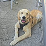 dog, golden_retriever, pet, animal, outdoor, pavement, happy, smiling, leash, metal_chair, people, legs, casual_clothing, daylight, resting, friendly, canine, tongue_out, relaxed, summer