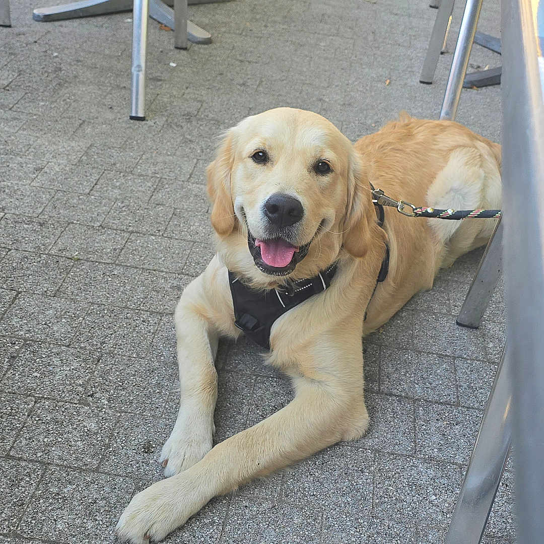 Raphael a rejoint le concours — aidez-le/la à gagner de superbes lots ! dog, golden_retriever, pet, animal, outdoor, pavement, happy, smiling, leash, metal_chair, people, legs, casual_clothing, daylight, resting, friendly, canine, tongue_out, relaxed, summer