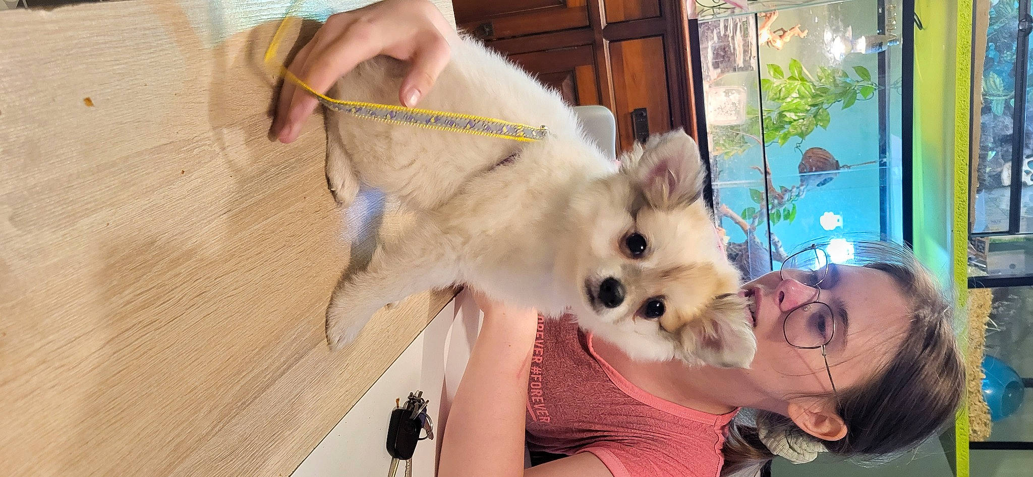 Gizmo a rejoint le concours — aidez-le/la à gagner de superbes lots ! canidae, carnivore, collar, companion_dog, dog, dog_breed, dog_supply, event, eyewear, fashion_accessory, fawn, fur, german_spitz, pomeranian, snout, spitz, sporting_group, sunglasses, toy, toy_dog