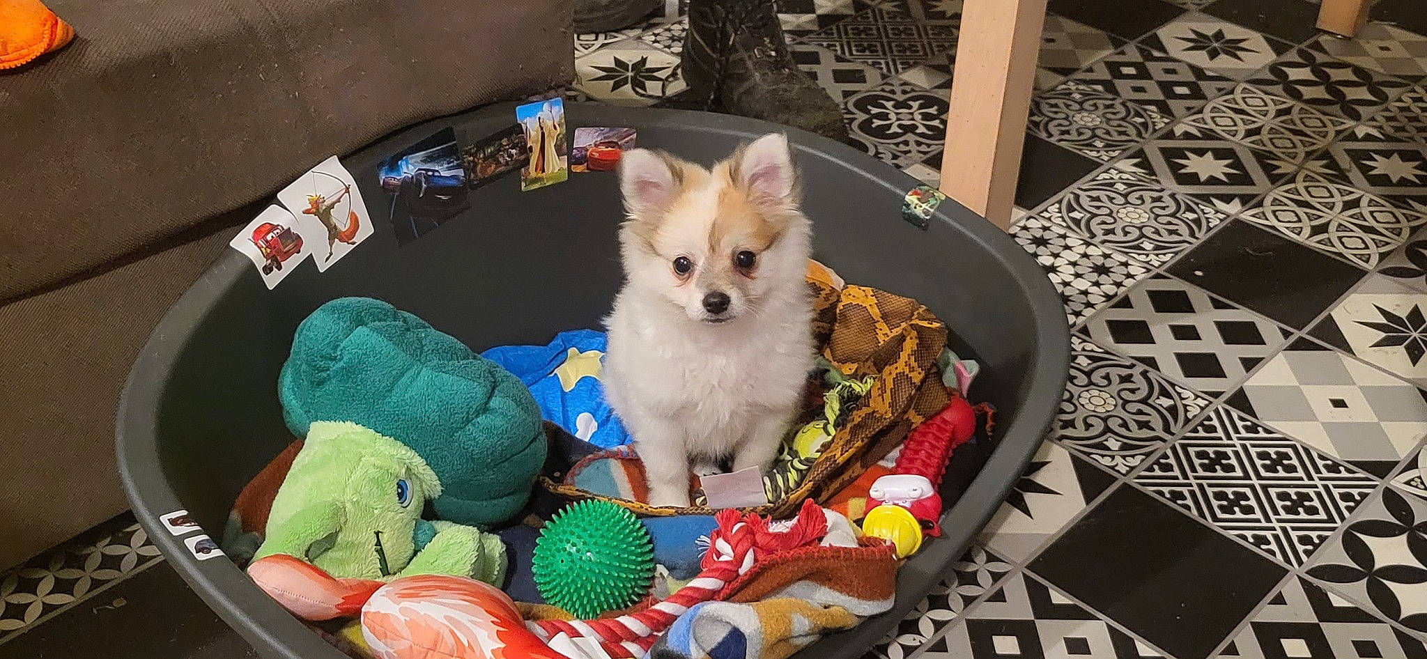 Gizmo a rejoint le concours — aidez-le/la à gagner de superbes lots ! basket, bowl, carnivore, cat_supply, chair, companion_dog, dog, dog_breed, dog_clothes, dog_supply, dog_toy, fashion_accessory, fawn, fur, pet_supply, room, sports_equipment, stuffed_toy, toy, toy_dog