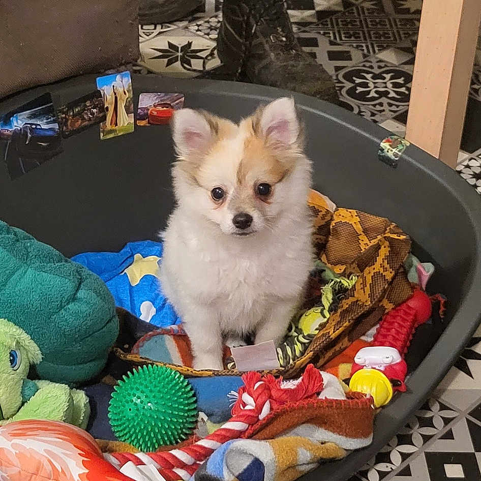 Gizmo