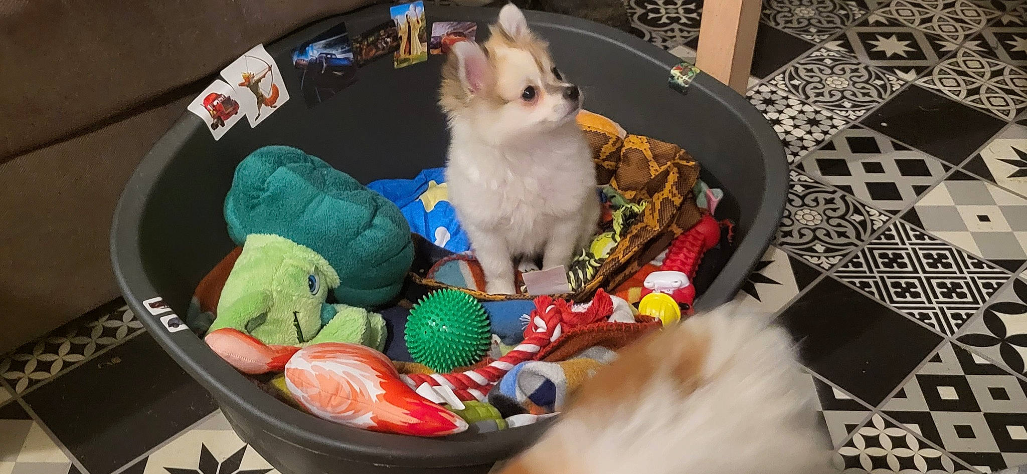 Gizmo participe au concours pour gagner de l'argent avec cette photo : bag, basket, bowl, box, canidae, carnivore, cat, cat_supply, companion_dog, event, felidae, fur, holiday, luggage_and_bags, pet_supply, room, small_to_medium_sized_cats, stuffed_toy, tail, whiskers