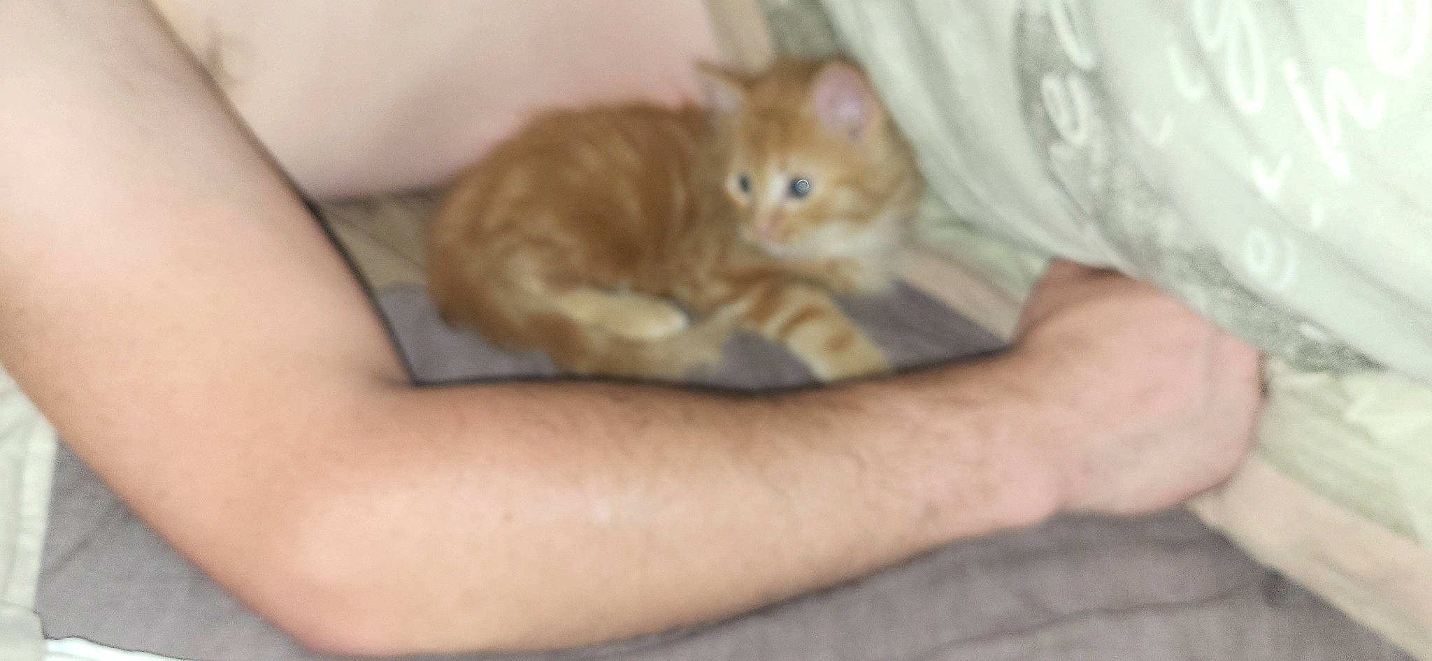 Caramel a rejoint le concours — aidez-le/la à gagner de superbes lots ! carnivore, cat, claw, comfort, domestic_short_haired_cat, ear, elbow, eye, fawn, felidae, fur, gesture, paw, sitting, small_to_medium_sized_cats, snout, tail, whiskers