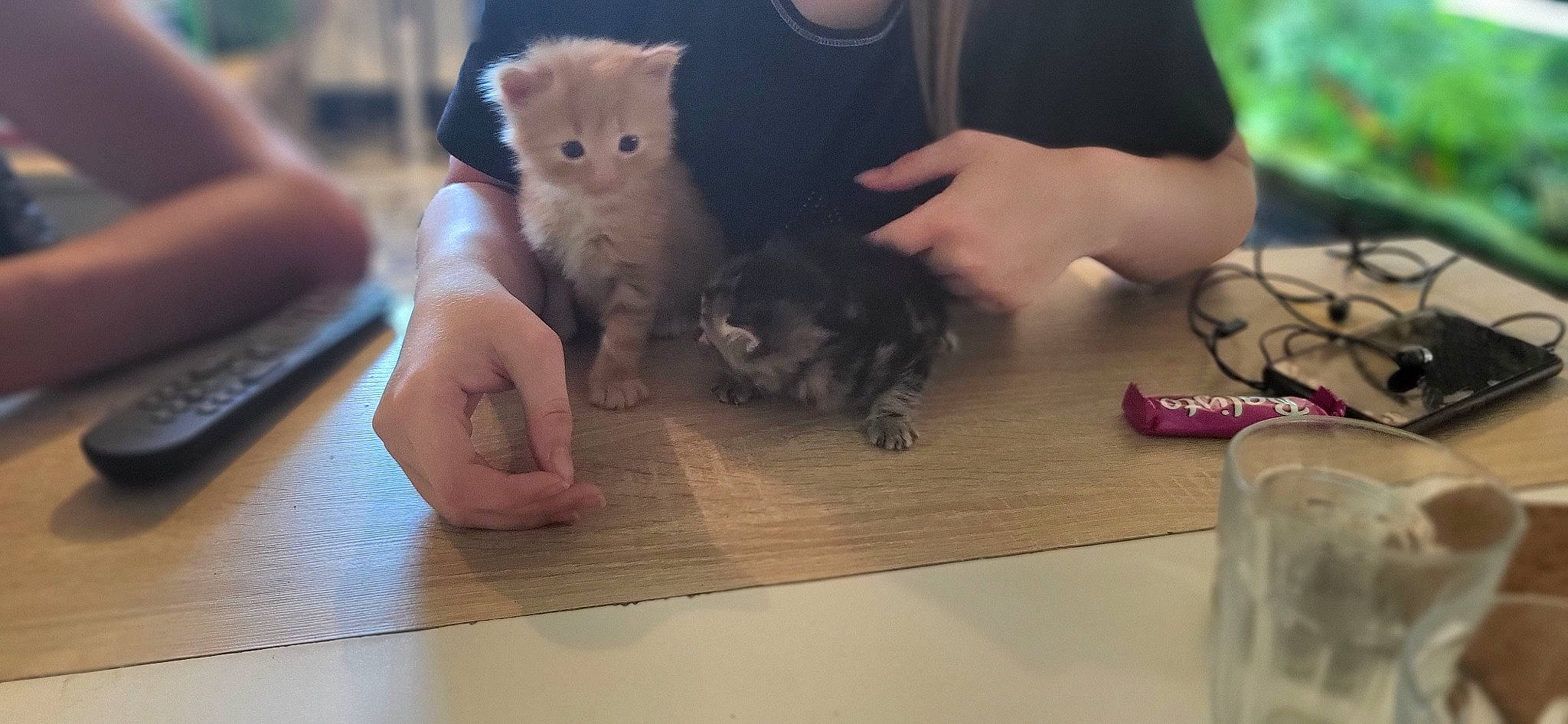 Caramel participe au concours pour gagner de l'argent avec cette photo : cat, child, companion_dog, domestic_short_haired_cat, fawn, felidae, finger, flooring, fur, hamster, hand, hardwood, nail, rodent, small_to_medium_sized_cats, table, thumb, whiskers, wood, wood_stain