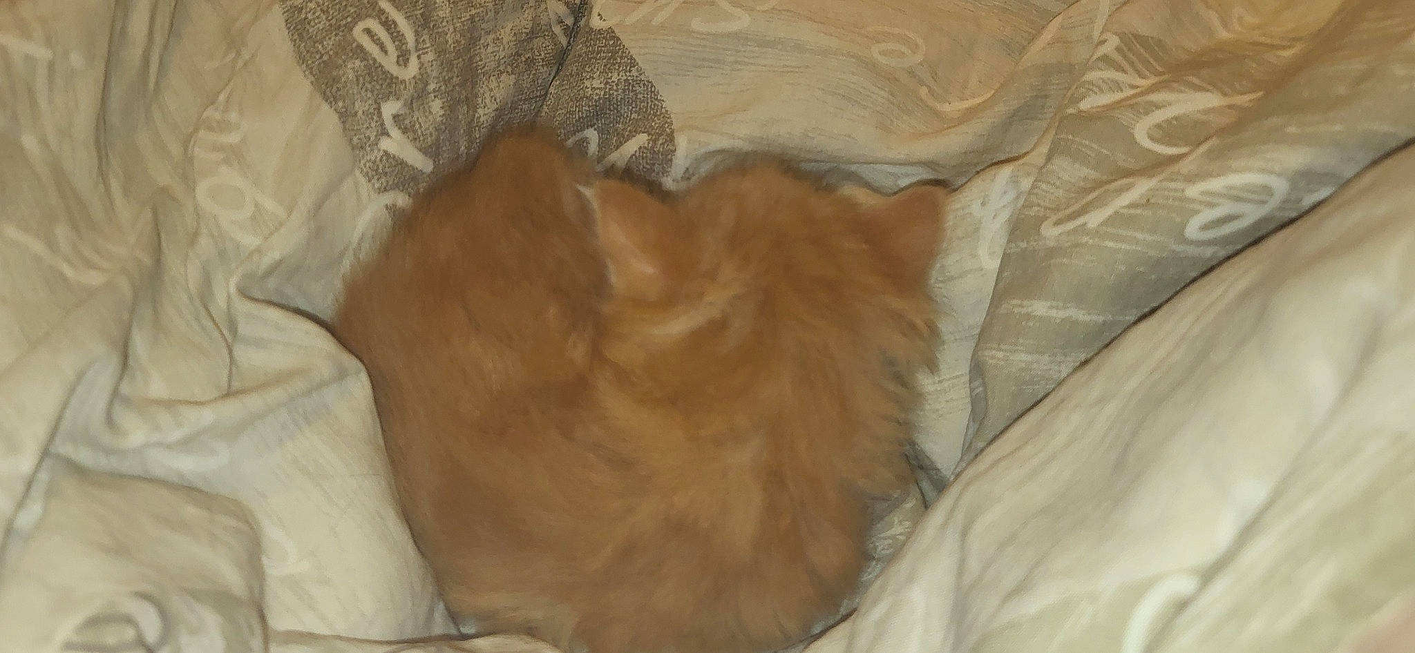 Caramel participe au concours pour gagner de l'argent avec cette photo : brown, canidae, carnivore, cat, comfort, companion_dog, dog_breed, fawn, felidae, fur, hardwood, liver, nap, small_to_medium_sized_cats, snout, sporting_group, tail, whiskers, wood