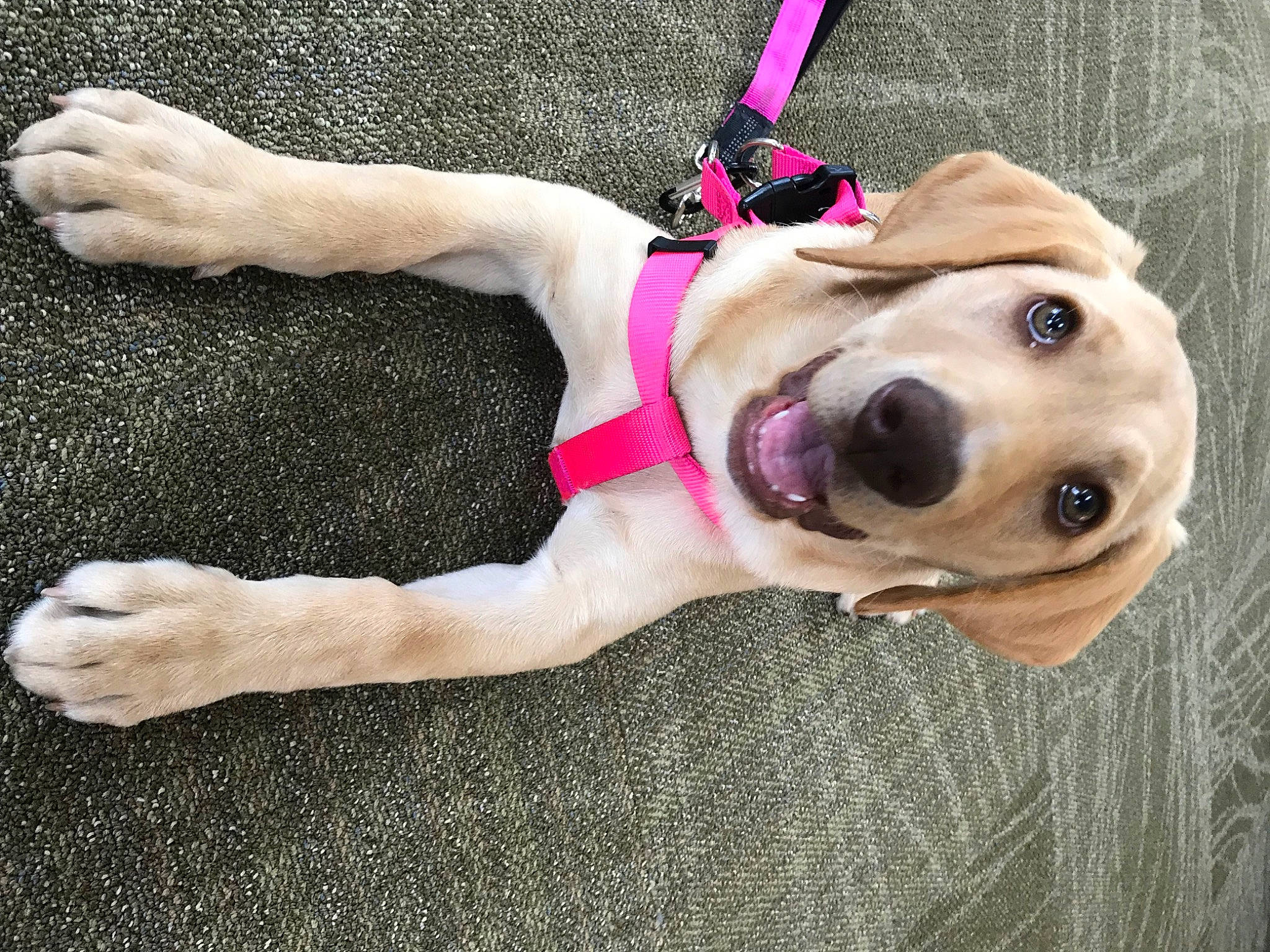 Lily joined the competition — help win amazing prizes! adventure, beagador, canidae, carnivore, companion_dog, dog, dog_breed, dog_clothes, dog_toy, fawn, golden_retriever, labrador_retriever, paw, pink, pointer, puppy, puppy_love, retriever, sporting_group, tail
