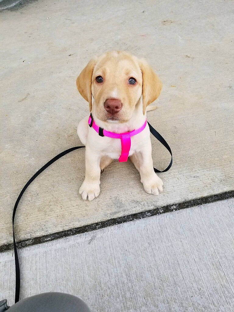 Lily is registered to the contest to win money with this photo: adventure, beagador, canidae, carnivore, companion_dog, dog, dog_breed, fawn, hunting_dog, labrador_retriever, leash, mammal, puppy, rare_breed_dog, retriever, snout, sporting_group, tail, vertebrate, yellow