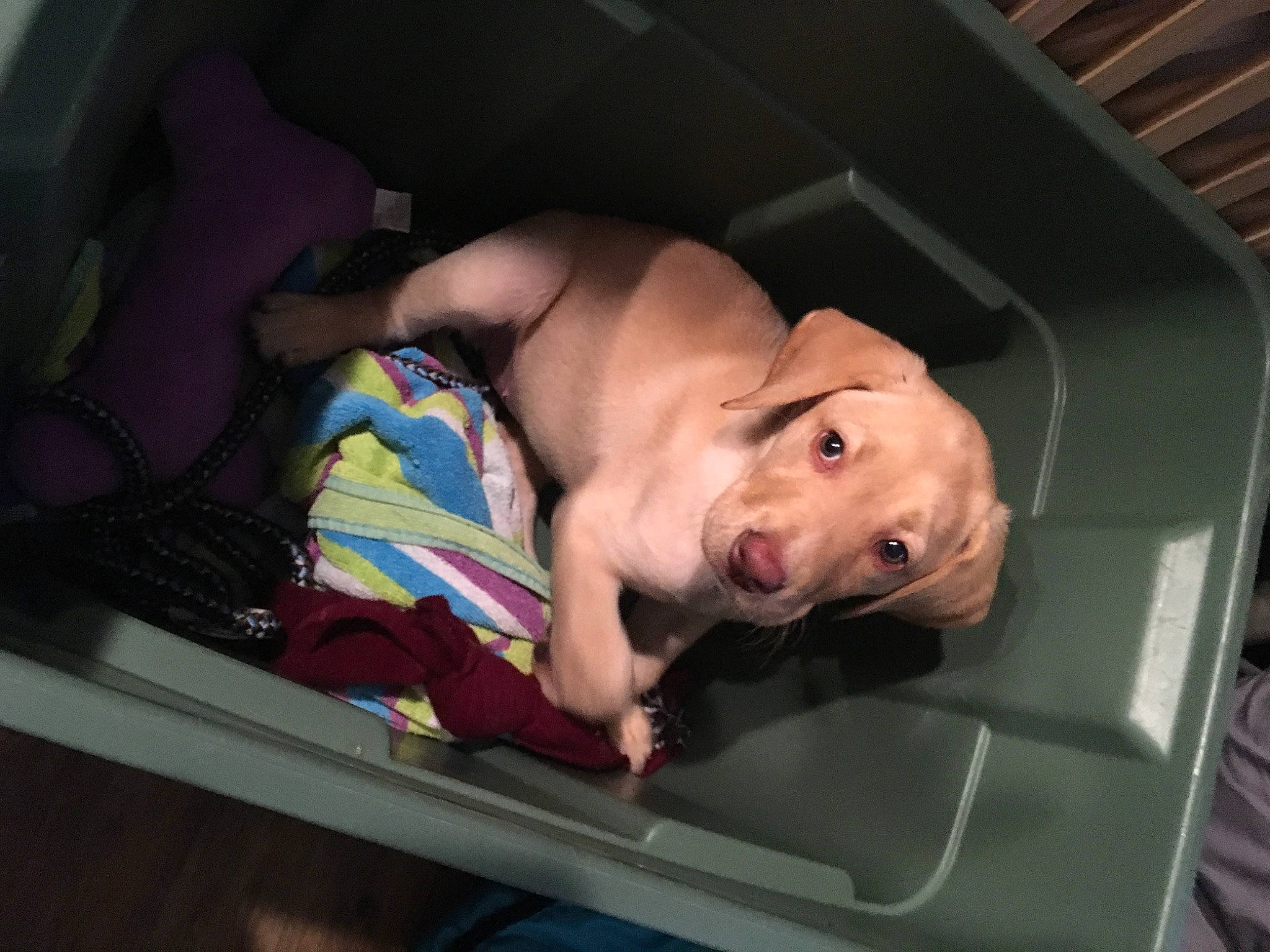 Lily joined the competition — help win amazing prizes! baby, child, fawn, leg, nap, sporting_group