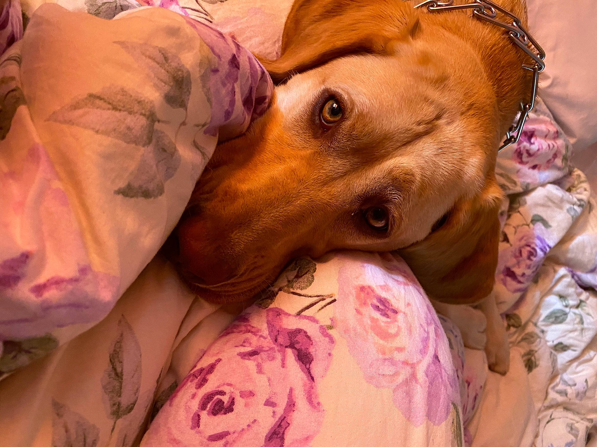 Lily joined the competition — help win amazing prizes! canidae, carnivore, companion_dog, dachshund, dog, dog_breed, fawn, pit_bull, puppy, sporting_group, vizsla