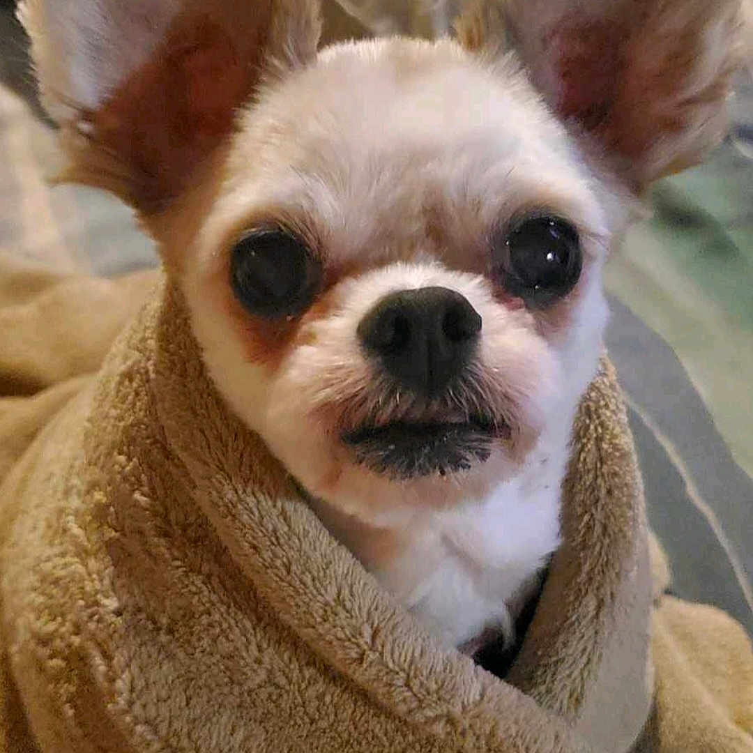 Stinkypantsrodriguez is registered to the contest to win money with this photo: bedding, big_ears, blanket, chihuahua, close_up, companion, cozy, cute, dog, eyes, fur, indoor, nose, pet, portrait, sleepy, small_dog, soft_texture, towel, wrapped