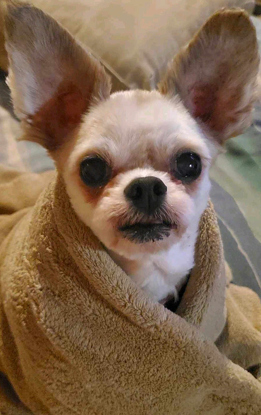 Stinkypantsrodriguez is registered to the contest to win money with this photo: dog, chihuahua, pet, blanket, towel, big_ears, cute, portrait, indoor, cozy, close_up, eyes, nose, fur, small_dog, wrapped, bedding, soft_texture, companion, sleepy