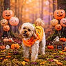 dog, pumpkin_costume, halloween, autumn, fall_leaves, balloons, pumpkins, forest, decorations, ghost, moss, orange, festive, cute, pet, smiling, outdoor, seasonal, holiday, costume