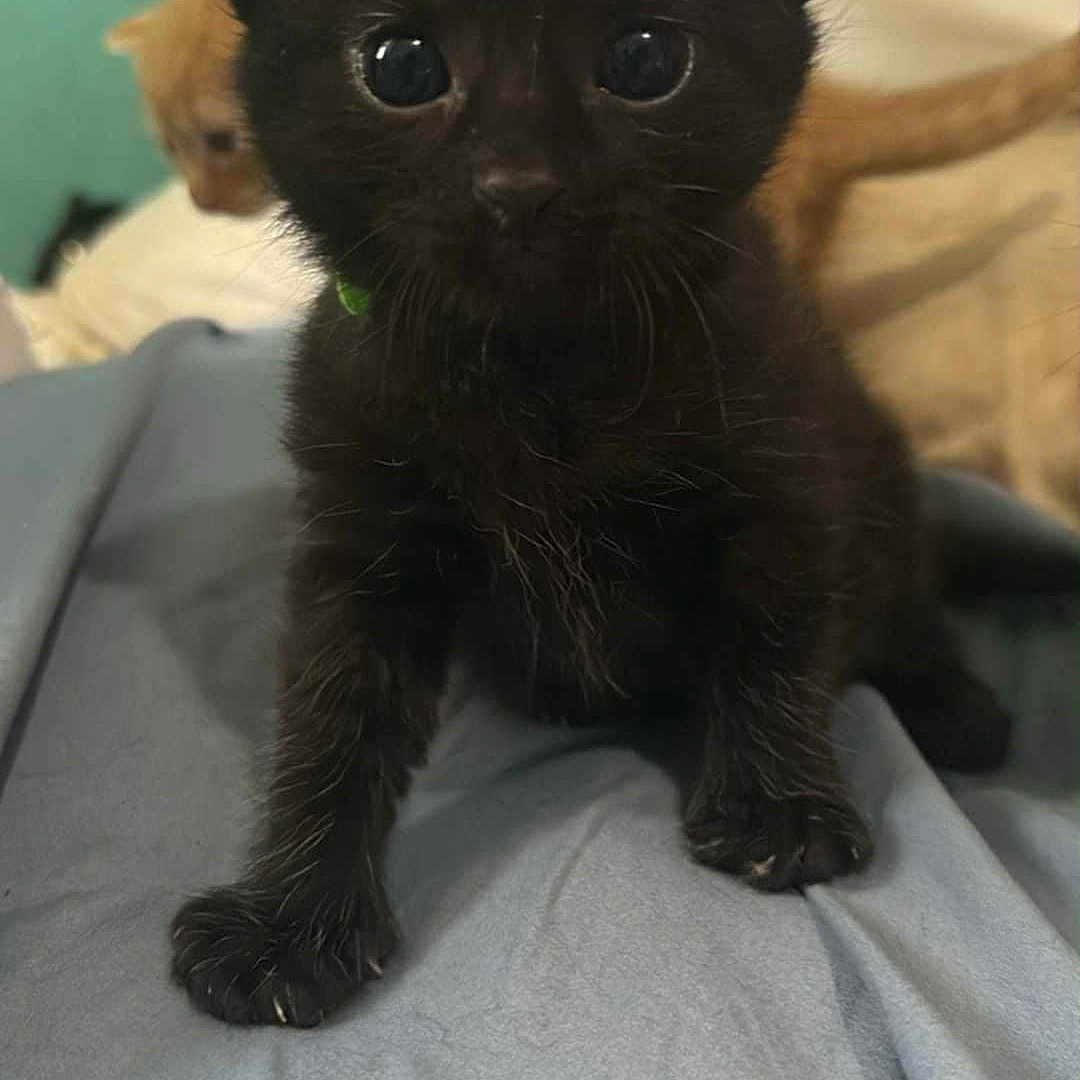 Inky joined the competition — help win amazing prizes! animal, background, bedroom, black_cat, blue_blanket, close_up, curious, cute, domestic_cat, feline, fur, indoor, kitten, orange_cat, pet, playful, small, soft, whiskers, young