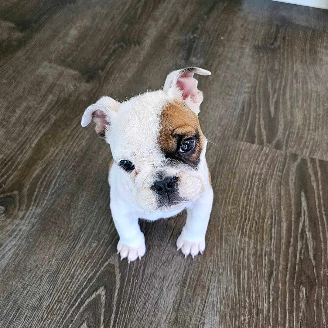 Dixie