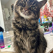 Fizz is registered to the contest to win money with this photo: cat, tabby_cat, feline, whiskers, green_eyes, long_fur, fur, head_tilt, close_up, portrait, indoor, bathroom, sink, countertop, toiletries, mirror, plant, flowers, curious, pet