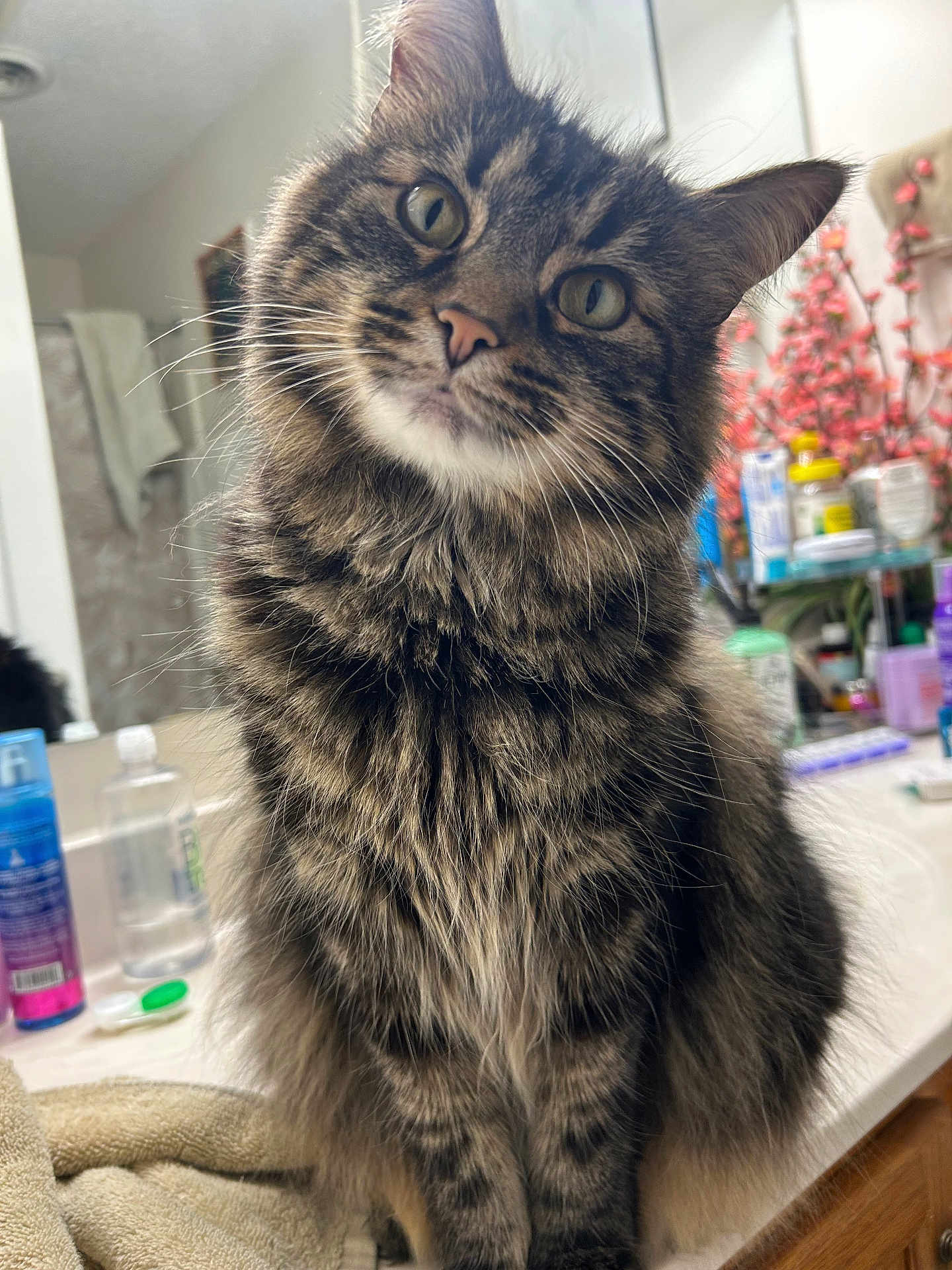 Fizz is registered to the contest to win money with this photo: cat, tabby_cat, feline, whiskers, green_eyes, long_fur, fur, head_tilt, close_up, portrait, indoor, bathroom, sink, countertop, toiletries, mirror, plant, flowers, curious, pet
