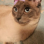 Faie is registered to the contest to win money with this photo: abyssinian, animal, cat, kitten, manx, pet, siamese