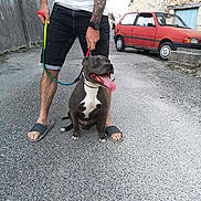 Gustave a rejoint le concours — aidez-le/la à gagner de superbes lots ! dog, man, leash, street, sidewalk, car, red_car, tattoo, casual_clothing, shorts, slippers, gravel, outdoor, daytime, happy_dog, tongue_out, pet, animal, urban, wall